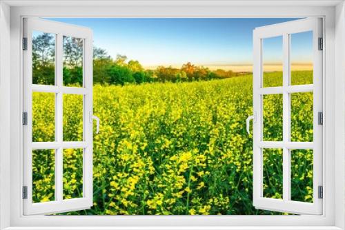 Fototapeta Naklejka Na Ścianę Okno 3D - Kwiaty rzepaku na polach w porannym słońcu