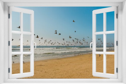 Fototapeta Naklejka Na Ścianę Okno 3D - Sandy beach and flock of birds, pelicans and seagulls, beautiful California coastline