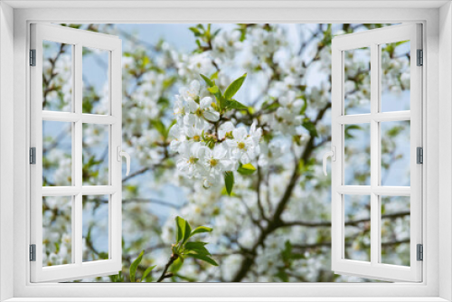 Fototapeta Naklejka Na Ścianę Okno 3D - Photo of beautiful white flowers on a tree in early spring, blurred background. Spring flowering of fruit trees. Beautiful spring background. Selective focus.