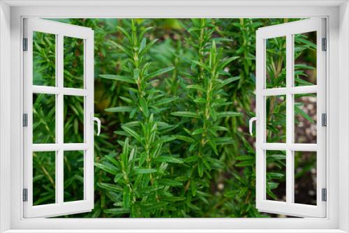 Fototapeta Naklejka Na Ścianę Okno 3D - Close up of rosemary herb plant