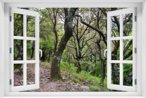 Fototapeta Naklejka Na Ścianę Okno 3D - Bright holm oak forest in the southern French Cevennes