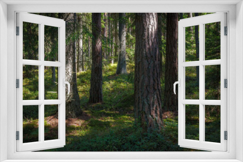 Fototapeta Naklejka Na Ścianę Okno 3D - Pine forest. Summer. Daytime. Estonia. Inside the woods.