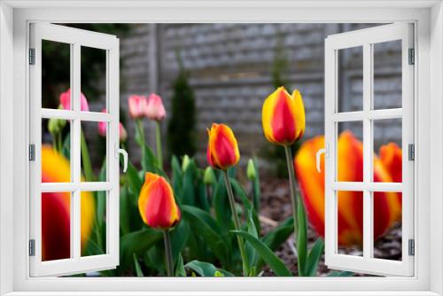 Fototapeta Naklejka Na Ścianę Okno 3D - Tulipany, tulipany w ogrodzie, kwiaty tulipanów, kolory wiosny, wiosenne kwiaty, kwiaty i swiatło, kwiaty oświetlone promieniami słońca, Macro kwiaty, macro tulipany, Tulips, tulips in the garden, tul