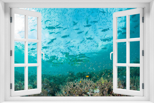 Fototapeta Naklejka Na Ścianę Okno 3D - サンゴ礁