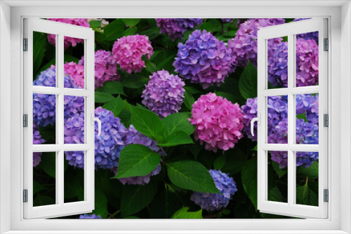 Fototapeta Naklejka Na Ścianę Okno 3D - 森の中に群生して咲く青やピンク色の紫陽花