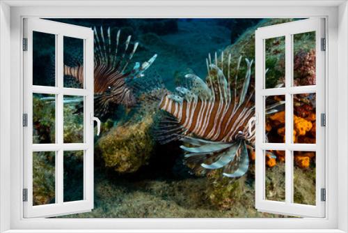 Fototapeta Naklejka Na Ścianę Okno 3D - two lionfish roaming the reef