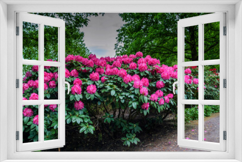 Fototapeta Naklejka Na Ścianę Okno 3D - Rhododendronpark Gristede Deutschland