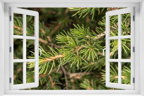 Fototapeta Naklejka Na Ścianę Okno 3D - Leaves of Norway Spruce 'Gregoryana Parsonii' (Picea abies)