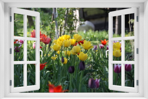 Fototapeta Naklejka Na Ścianę Okno 3D - Red and yellow tulips