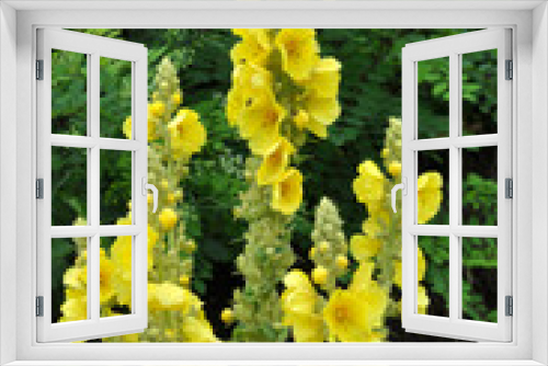 Fototapeta Naklejka Na Ścianę Okno 3D - It blooms in the wild mullein (Verbascum)