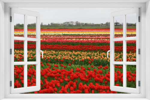 Fototapeta Naklejka Na Ścianę Okno 3D - Tulip growing farm on a clear sunny day. Tulip flowers field. Beautiful tulip flower field landscape