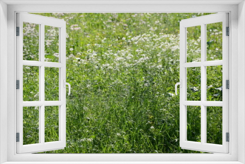 Fototapeta Naklejka Na Ścianę Okno 3D - ヒメジョオンかハルジオンの群生する春の風景