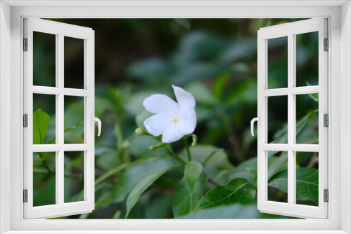 Fototapeta Naklejka Na Ścianę Okno 3D - White jasmine flowers in the garden 