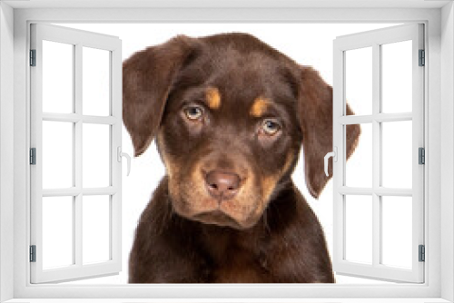 Fototapeta Naklejka Na Ścianę Okno 3D - Labrador puppy in photostudio