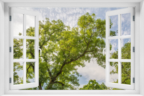 Fototapeta Naklejka Na Ścianę Okno 3D - frühlingsgrün im park