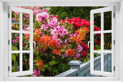Fototapeta Naklejka Na Ścianę Okno 3D - Glorious Home Garden Close-up 2