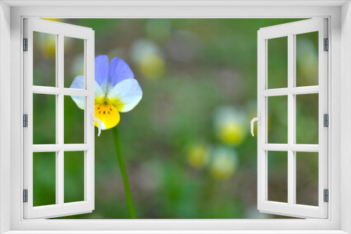 Fototapeta Naklejka Na Ścianę Okno 3D - ukrainian flower yellow and blue violet