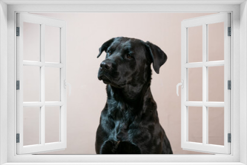 Fototapeta Naklejka Na Ścianę Okno 3D - A beautiful portrait of a black rottweiler cross breed pet taken in a studio with a stunning shiny coat looking for treats  and being shy and coy Showing the pet love and family bond