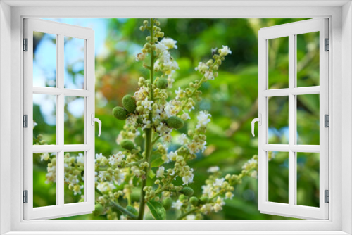 Fototapeta Naklejka Na Ścianę Okno 3D - Longan flower blossoms in spring