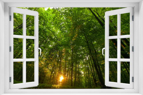 Fototapeta Naklejka Na Ścianę Okno 3D - Beautiful sunrise light in the heart of the forest. Details of trees and leaves with amazing sun rays light on them. Forests are the lungs of the earth.