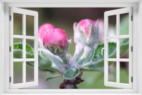 Fototapeta Naklejka Na Ścianę Okno 3D - pąki kwiatów na wiosne