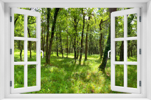 Fototapeta Naklejka Na Ścianę Okno 3D - forêt