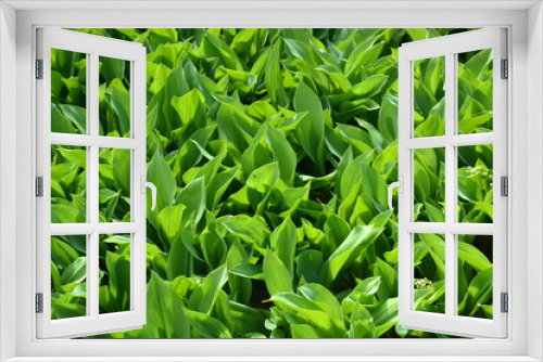 Fototapeta Naklejka Na Ścianę Okno 3D - Large green leaves of lily of the valley with white small flowers.