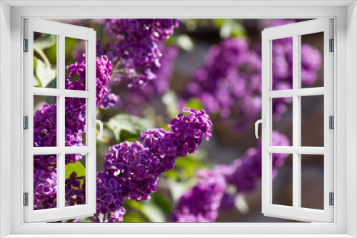 Fototapeta Naklejka Na Ścianę Okno 3D - bunches of lilac flowers