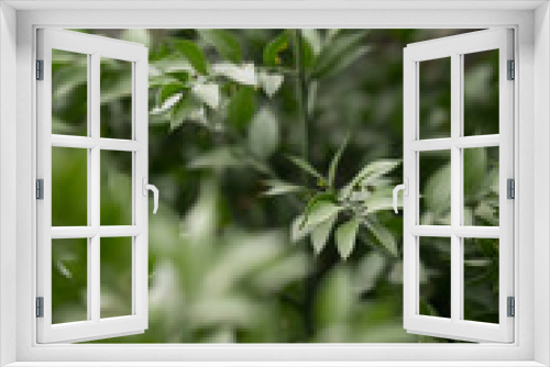 Fototapeta Naklejka Na Ścianę Okno 3D - Green leaves, natural background, green wild leaves in park