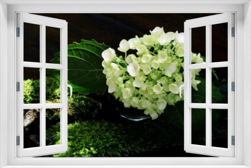 Fototapeta Naklejka Na Ścianę Okno 3D - 盆栽風に一輪の白い紫陽花と緑の苔