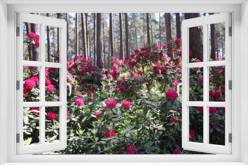 Fototapeta Naklejka Na Ścianę Okno 3D - Rhododendrons woody shrubs blooming in spring beautiful flowers.