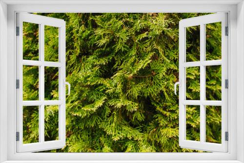 Fototapeta Naklejka Na Ścianę Okno 3D - Background, texture of green, evergreen coniferous tree, thuja bush, cypress. Photo of spring nature.