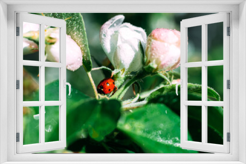 Fototapeta Naklejka Na Ścianę Okno 3D - Ladybug on a green leaf. Insect. Ladybug on a branch. Coccinellidae.  Coccinellidae on an Apple tree. Apple tree.