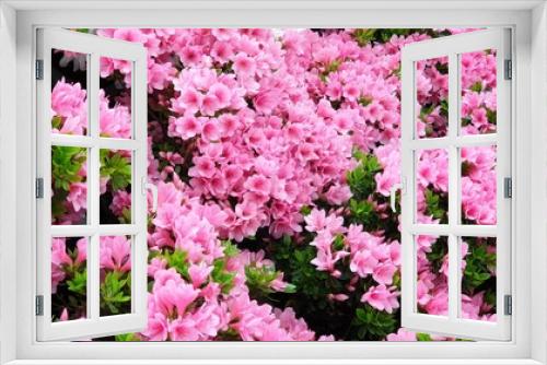 Fototapeta Naklejka Na Ścianę Okno 3D - Rhododendron, 만개한 예쁜 핑크 철쭉, 봄 꽃