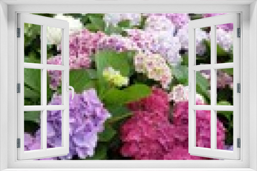 Fototapeta Naklejka Na Ścianę Okno 3D - A Bright Hydrangea (Hydrangea Flowers) - 만개, 알록달록 화사한 수국