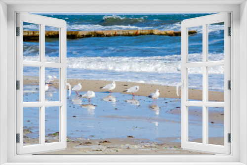 Fototapeta Naklejka Na Ścianę Okno 3D - Many white sea gulls on the sandy beach of the sea shore on a sunny day. Greater high waves roll on the sand of the shore. Waves crash on an old concrete breakwater. Strong wind, stormy weather, storm