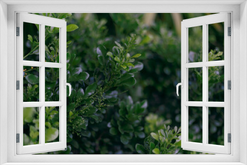 Fototapeta Naklejka Na Ścianę Okno 3D - close up of a bunch of green parsley, green background