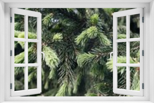 Fototapeta Naklejka Na Ścianę Okno 3D - young shoots of spruce in the spring in the Siberian forest the theme of ecology and nature