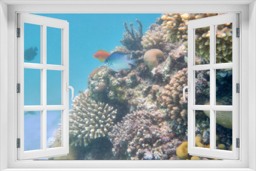 Fototapeta Naklejka Na Ścianę Okno 3D - Fish, Shell, Coral Reef, Underwater World, Maritime, Red Sea, Egypt