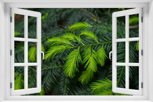 Fototapeta Naklejka Na Ścianę Okno 3D - Spruce branch with needles. Christmas tree in nature. Green spruce. Spruce close-up.