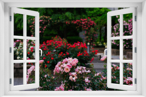 Fototapeta Naklejka Na Ścianę Okno 3D - 東京赤坂氷川公園の薔薇たち