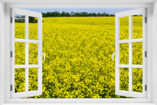 Fototapeta Naklejka Na Ścianę Okno 3D - The rapeseed field blooms with bright yellow flowers on blue sky in Ukraine. Closeup