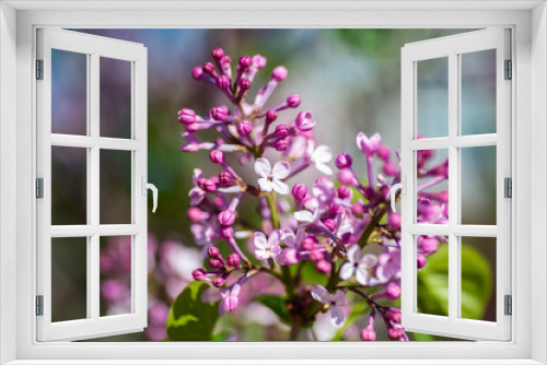 Fototapeta Naklejka Na Ścianę Okno 3D - Close-up lilac flowers at spring. Selective focus with shallow depth of field.