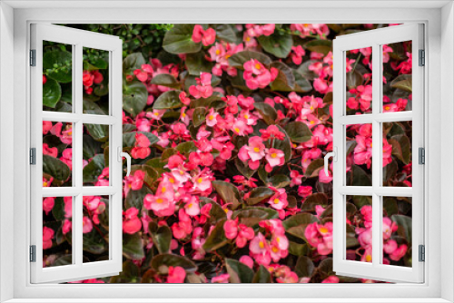 Fototapeta Naklejka Na Ścianę Okno 3D - Photo of red begonia flower field.