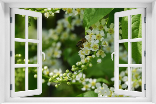 Fototapeta Naklejka Na Ścianę Okno 3D - The worker bee collects the first spring honey