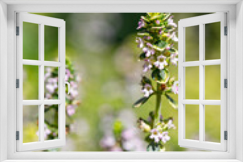 Fototapeta Naklejka Na Ścianę Okno 3D - Beautiful flower close-up