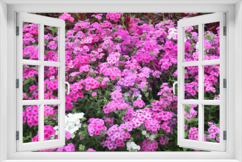 Fototapeta Naklejka Na Ścianę Okno 3D - Arbusto de pequeñas  flores rosas