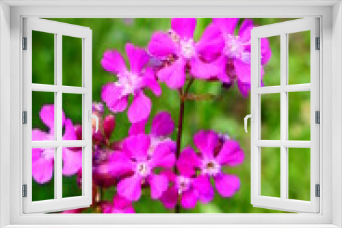 Fototapeta Naklejka Na Ścianę Okno 3D - blühende Pechnelken