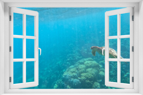 Fototapeta Naklejka Na Ścianę Okno 3D - Turtle swimming in the blue sea in Maldives