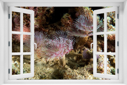 Fototapeta Naklejka Na Ścianę Okno 3D - Pink Tube worms on a shallow reef Boracay Island Philippines